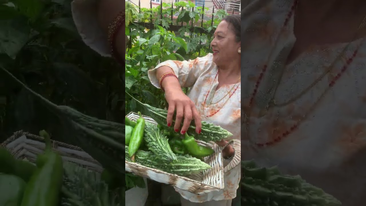 Organically grown veggies - Bitter melon, capsicums and many more..