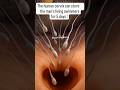 The human Cervix can store the man’s living swimmer for 5 days #human #cervix #maleinfertility