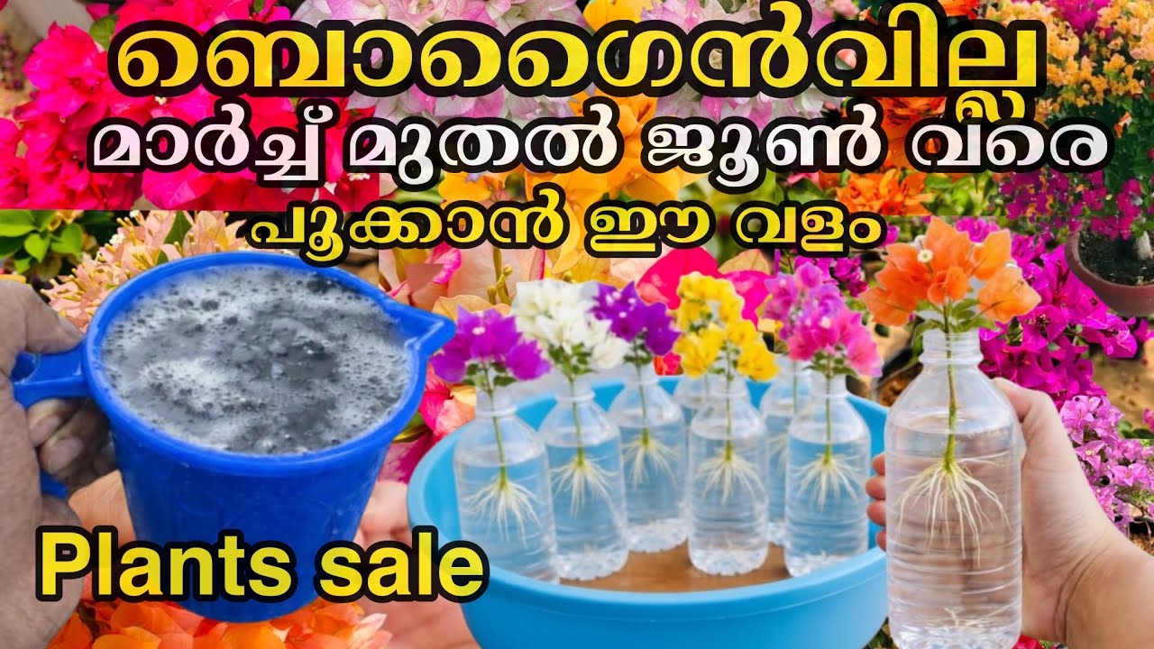 ബൊഗൈൻവില്ല മാർച്ച്‌ മാസം മുതൽ ജൂൺ വരെ തുടരെ പൂക്കൾ വിരിയാൻ ഈ വളങ്ങൾ മതി |Bougainvilla