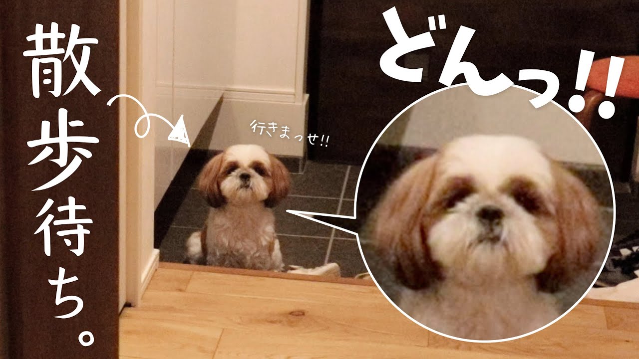 玄関に鎮座。。食事中の散歩催促が半端ないシーズーがこちらwww【犬と在宅ワーク】