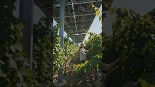 Integrated Solar Grape Farm 🍇