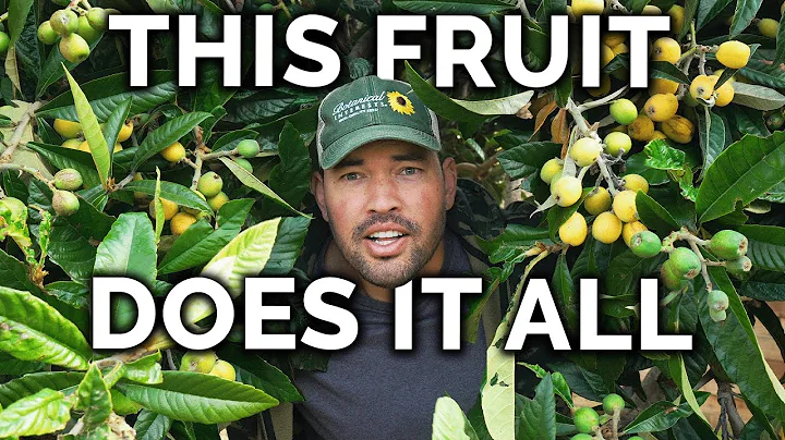 Growing Loquats, The Best Fruit You've Never Heard Of - DayDayNews