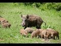 Дикие кабаны в польском городе.