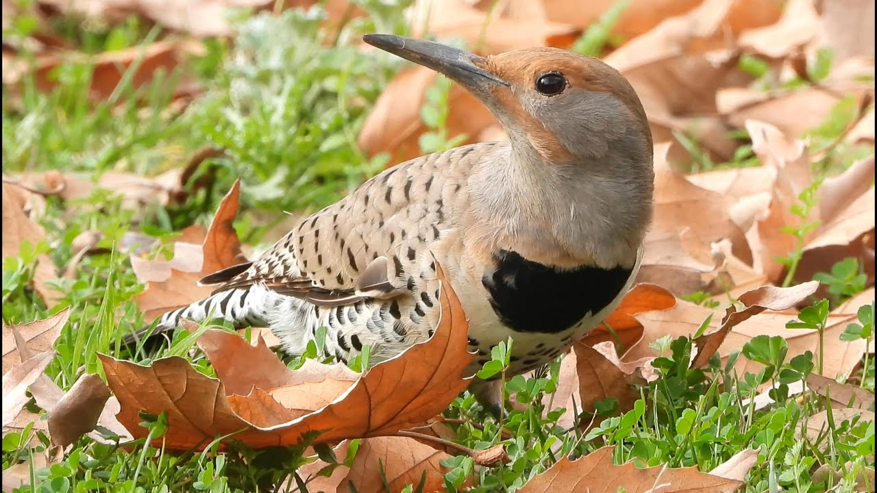 Northern Flicker Hunting Ground Level - Rare Woodpecker Behavior