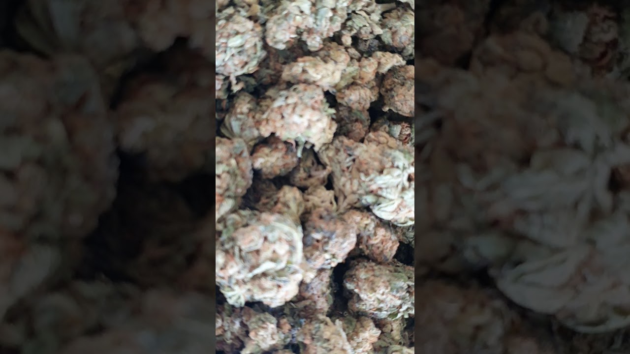 Fleur de CBD HARLEQUIN