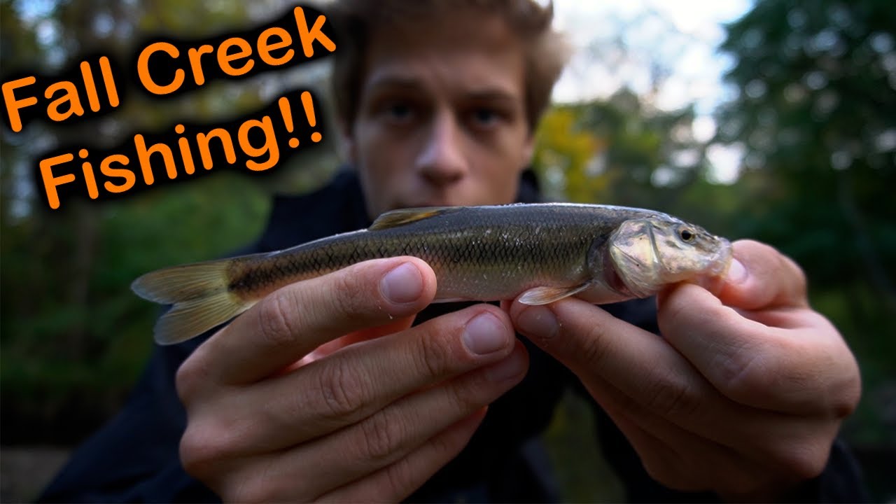 FALL Backwoods CREEK Fishing!! // (Vlog)