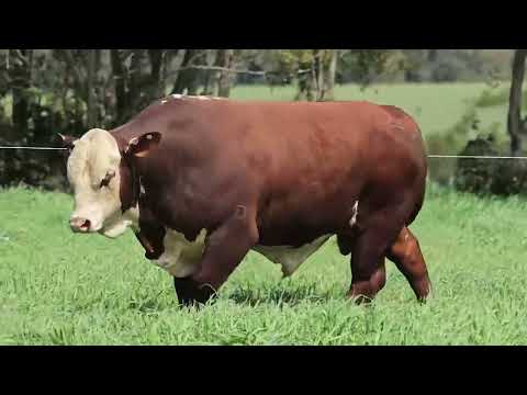 Lote 18 FIV J062 mp4