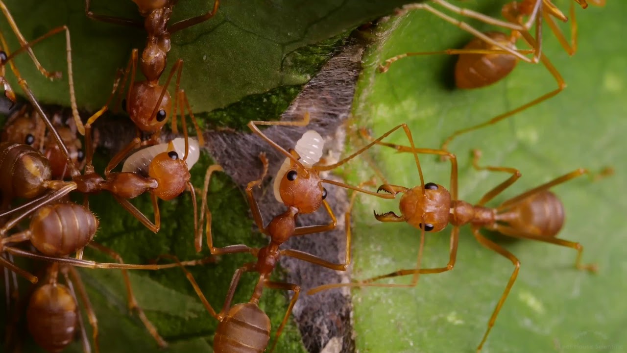 Weaver ants (Oecophylla smaragdina) - YouTube