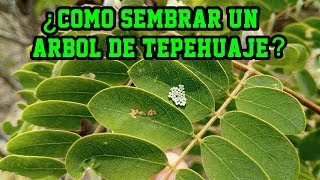 ¿Cómo sembrar un árbol de Tepehuaje (Lysiloma acapulcensis)? Cultivo del tepehuaje...