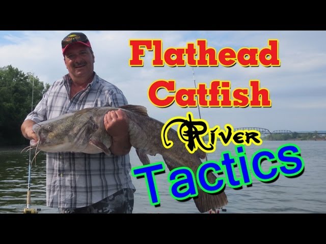 How to Catch Catfish: Best Baits for Big Flatheads - SkyAboveUs