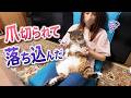 爪切られて落ち込んじゃう猫