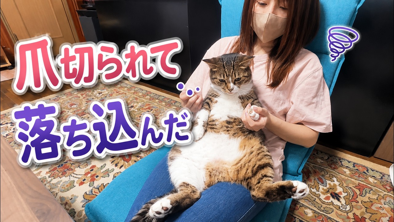 爪切られて落ち込んじゃう猫
