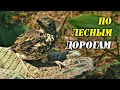 #Находки из прошлого. #Коп в лесу. Кадры которые я не показывал.