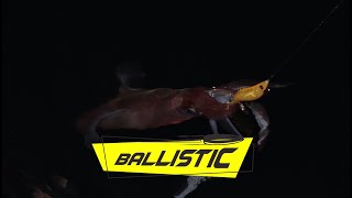 DTD Ballistic Egi