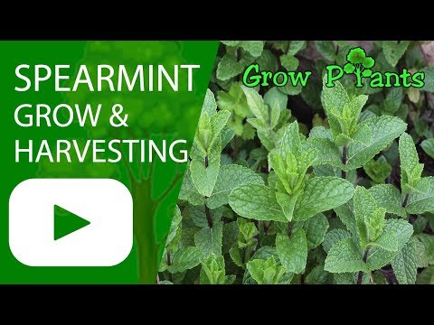 Spearmint -  growing and harvesting (Garden mint)