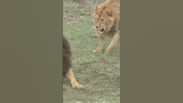 BRUTAL LION FIGHT, THE EPIC BATTLE FOR SUPREMACY IN THE PRIDE #lion #africa #bigcat #animals