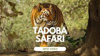 Tadoba Safari by Himanshu