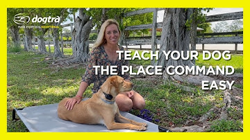 E-Collar Training for Beginners | Dog Place Command