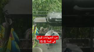 حب الحيوانات للبشر في كندا ????