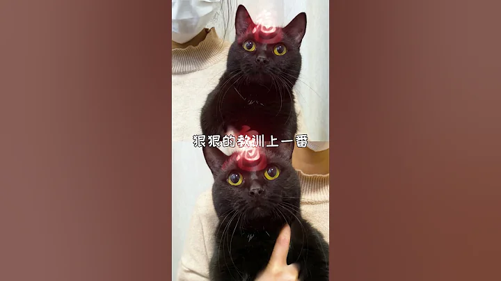 【栗子的日常】服了，应该怎么分辨猫咪们 - 天天要闻