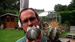 cactus breeding class 2: Astrophytum ORMY