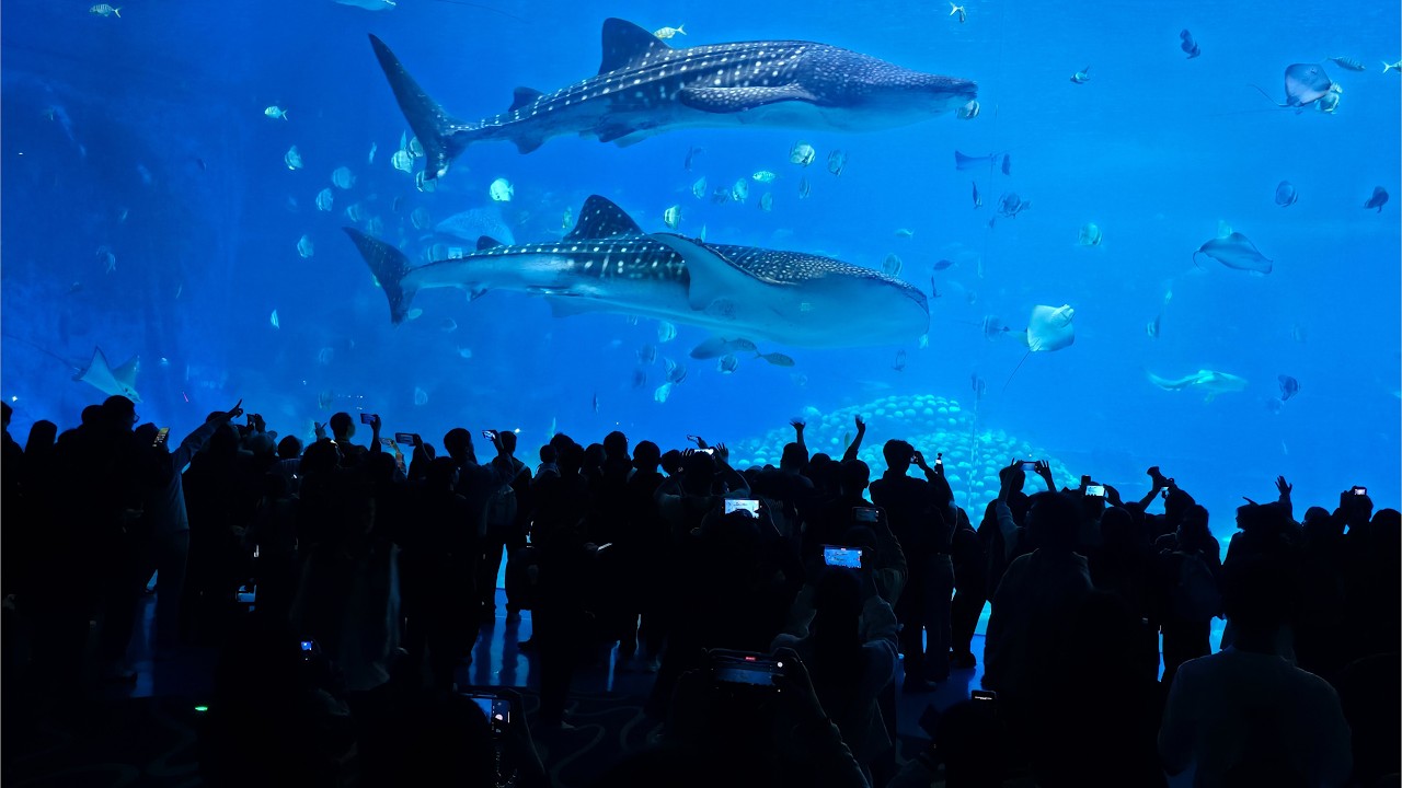 Giant Whale Shark 4K Tour | Aquarium's Best View