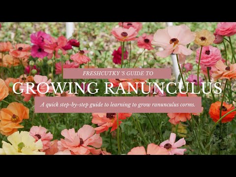 GROWING RANUNCULUS FROM START TO FINISH: HOW TO PLANT RANUNCULUS CORMS in BOTH SPRING AND FALL