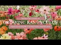 GROWING RANUNCULUS FROM START TO FINISH: HOW TO PLANT RANUNCULUS CORMS in BOTH SPRING AND FALL