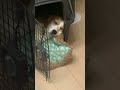 般若の入眠 - The demon falling asleep #beaglecrew #beagles #癒し #dog