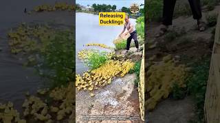Releasing Ducklings into the Pond for Healthy Growth 🦆🌊