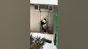 #panda #dhgate #logistics #usdc #binance #coinbase #okx #bybit #bitget #kraken #kucoin #bitkub #mexc