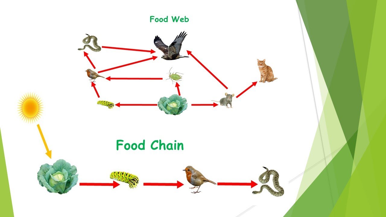 Дайте определение пищевой цепи. Цепочка питания. Пищевая цепь. Пищевая цепочка для детей. Пищевая цепь в природе.