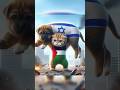 KUCING PALESTINA MENOLONG ANJING NEGARA NON MUSLIM #shorts #kucing #animation