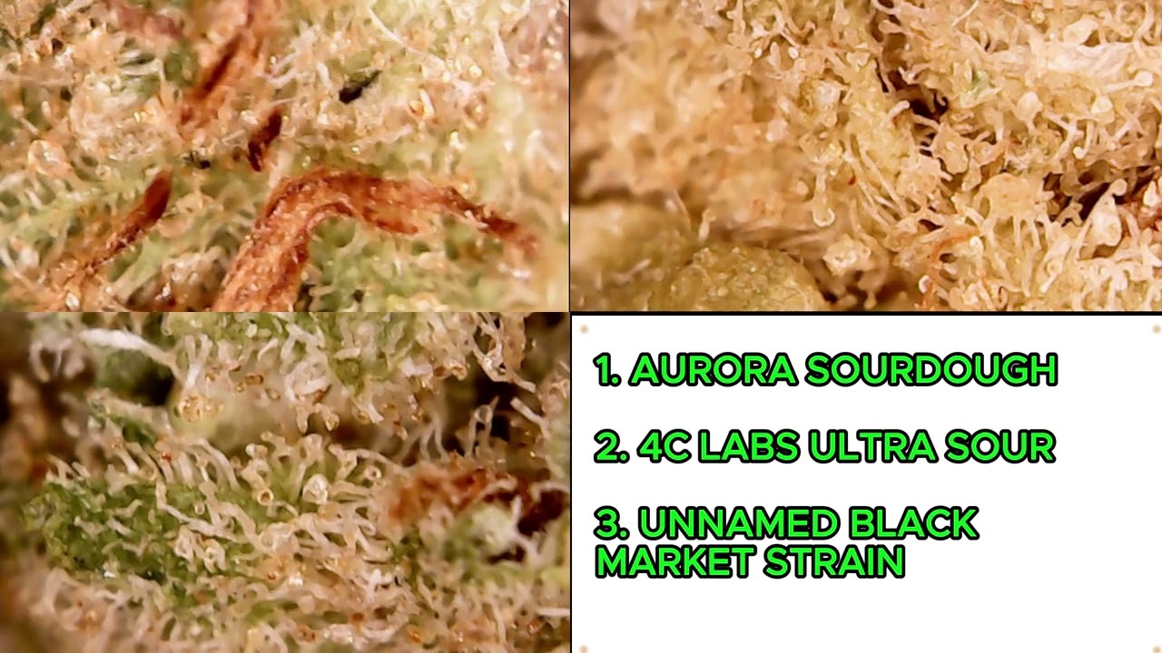 3 STRAINS UNDER THE MICROSCOPE, 2 MEDICAL, 1 BLACK MARKET