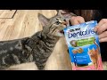 初めての歯磨きおやつに苦戦しながら一生懸命噛み砕く子猫