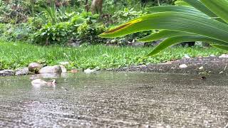 Ambient Rainy Garden Sidewalk (ambient rain sounds)