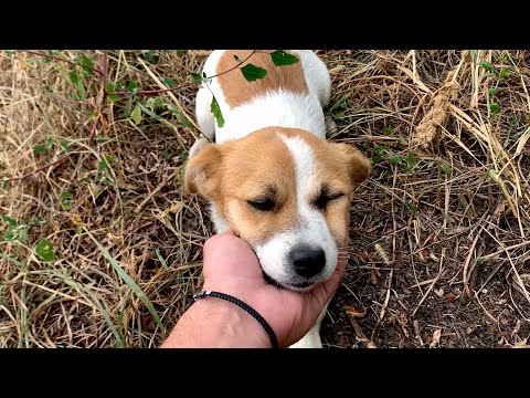 Rescue of a homeless brave dog just before a rainstorm | Dog Rescue Shelter, Serbia