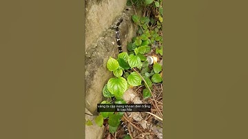 Rắn cạp nong, cạp nia là con gì?  #animals #shorts