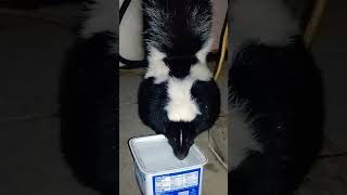 Skunk ? drinking water #shortvideo #shorts #skunks #animals