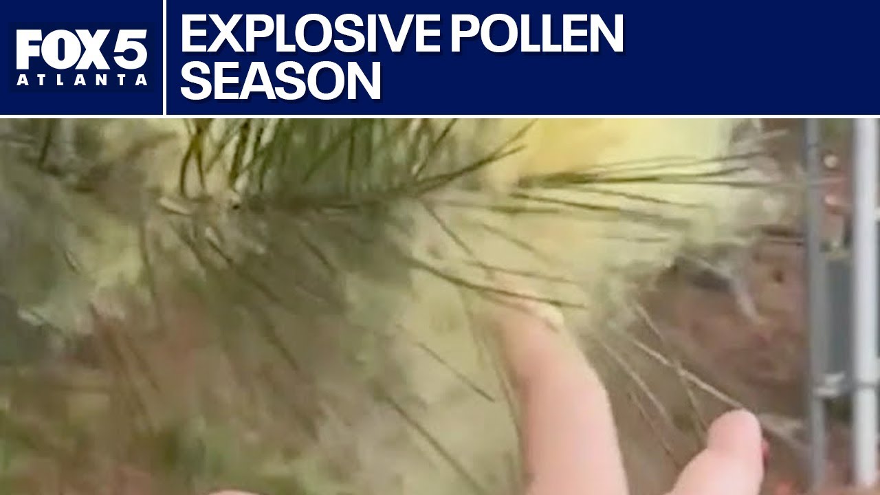 Record-breaking pollen levels in metro Atlanta | FOX 5 News - YouTube