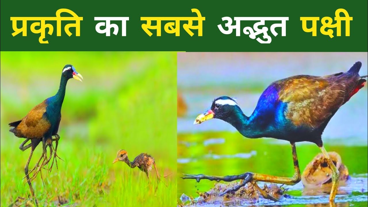 प्रकृति का सबसे अद्भुत पक्षी।। Amazing bird of nature।। Bronze winged jacana bird