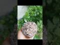 ragi pattu recipe/puttu recipe#pattu #viral #subscribe