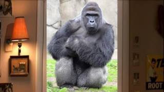 harambe legends never die :(