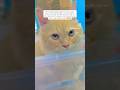 My baby JOHNY | has no IDEA what’s happening🤭 #trending #cat #cute #viral #love #shorts #shortvideo