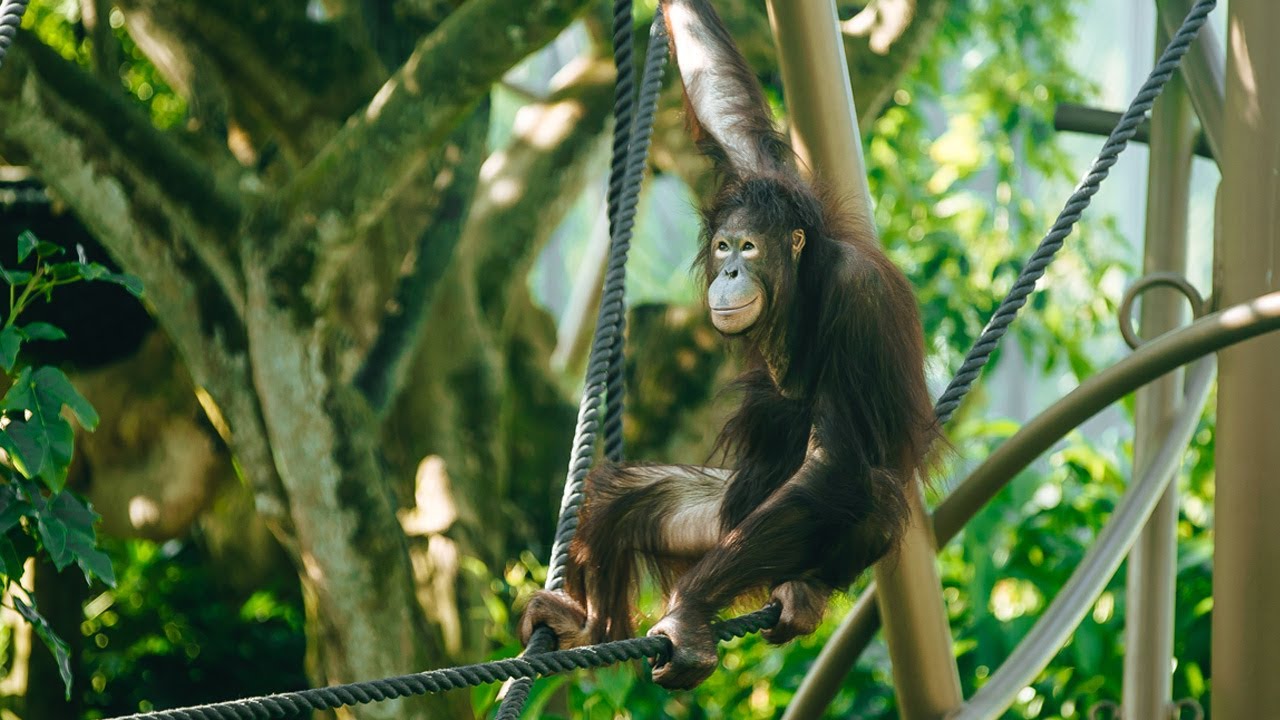 Welcoming Bornean orangutan Daya to the troop!