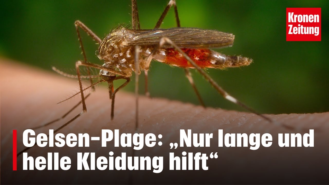GelsenPlage „Nur lange und helle Kleidung hilft“ krone.tv NEWS