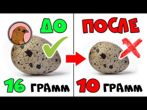 ПОЧЕМУ ПЕРЕПЕЛА НЕСУТ МАЛЕНЬКИЕ ПЕРЕПЕЛИНЫЕ ЯЙЦА?