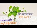 Money plant |Secret tips to grow plant faster | Magical fertilizer for money plant|