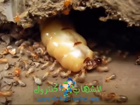 شاهد : كيف تتكاثر ملكة النمل الابيض