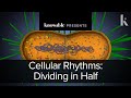 Cellular rhythms: Dividing in half